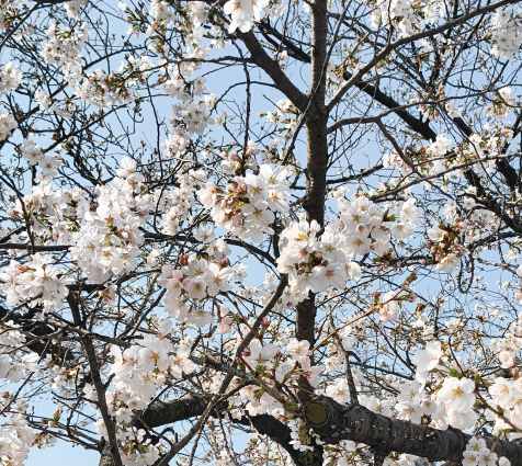 sakura.png